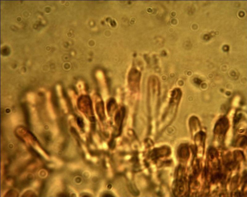 Phebia rufa? (Phlebia rufa)